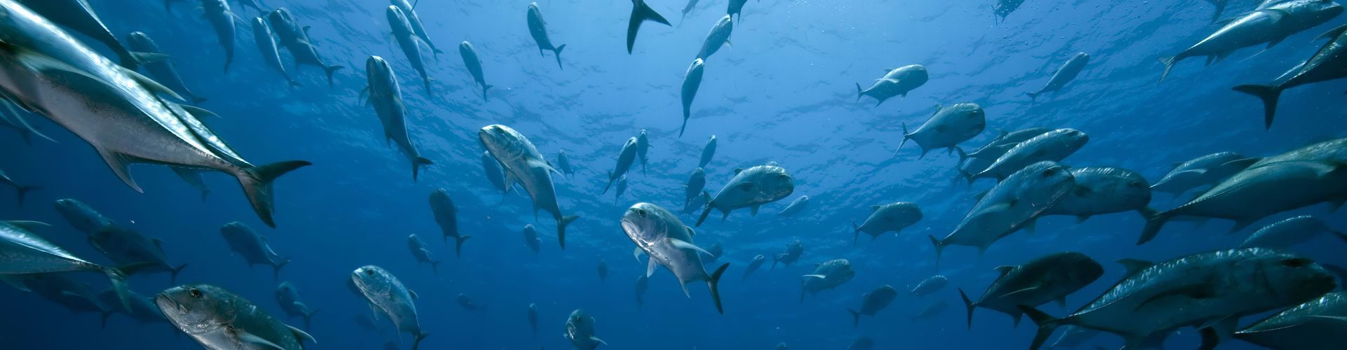 North Wrecks and SS Turkia (Suez)